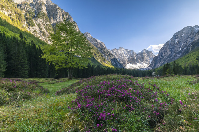 Обои картинки фото природа, луга, простор