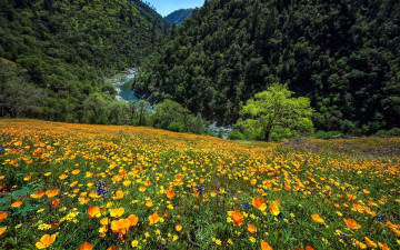 Картинка природа луга разнотравье луг лето