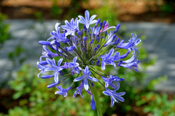 обоя цветы, агапантус , африканская лилия, соцветие, синие, макро