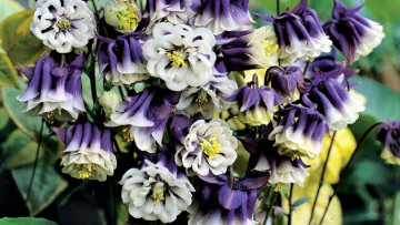 обоя цветы, аквилегия , водосбор, букет, аквилегия