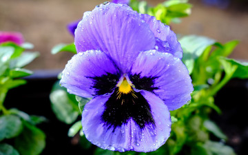 Картинка цветы анютины+глазки+ садовые+фиалки одиночка анютины глазки макро капли