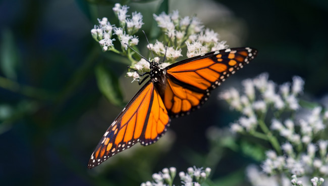 Обои картинки фото животные, бабочки,  мотыльки,  моли, цветы, насекомое, обои, бабочка
