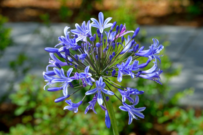 Обои картинки фото цветы, агапантус , африканская лилия, соцветие, синие, макро