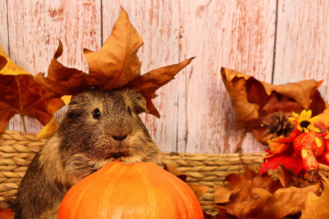 Обои картинки фото животные, морские свинки,  хомяки, морская, свинка