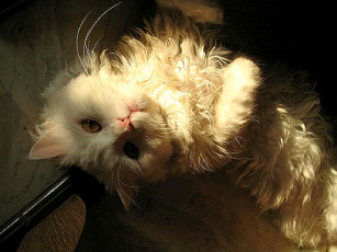 Картинка животные коты