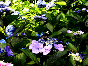 Картинка цветы гортензия