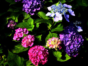 Картинка цветы гортензия