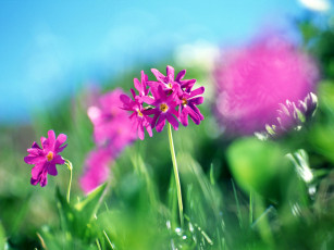 Картинка цветы примулы