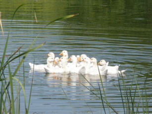 Картинка животные утки