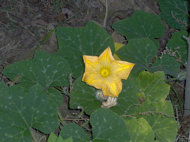 Обои картинки фото цветы