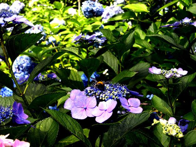 Обои картинки фото цветы, гортензия