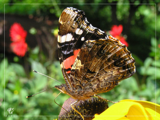 Обои картинки фото животные, бабочки