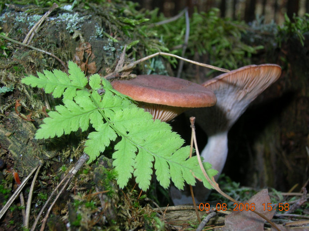 Обои картинки фото природа