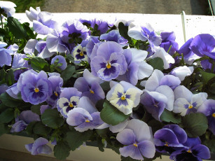 Картинка цветы анютины глазки садовые фиалки