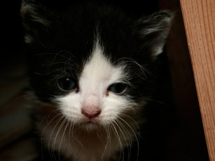 Картинка животные коты