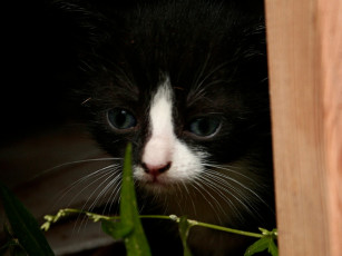 Картинка животные коты