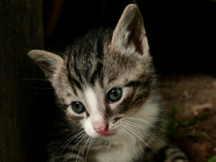 Картинка животные коты