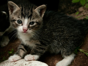 Картинка животные коты