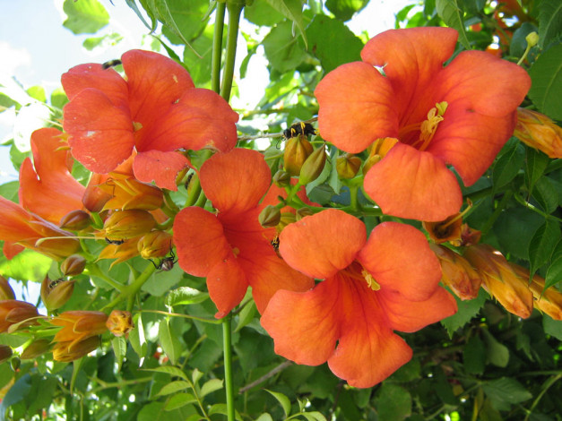 Обои картинки фото цветы, кампсис, текома