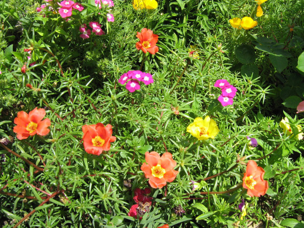 Обои картинки фото цветы, разные, вместе