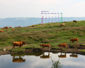 обоя календари, животные