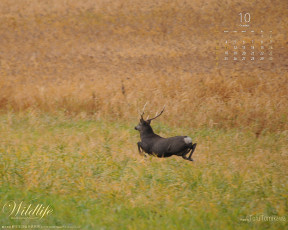 обоя календари, животные