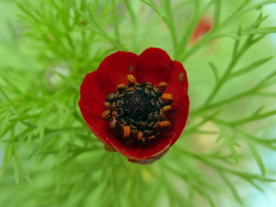 Картинка цветы анемоны адонисы