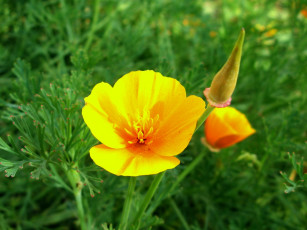 Картинка цветы эшшольция