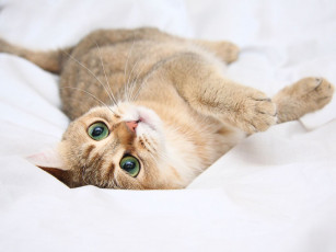 Картинка животные коты