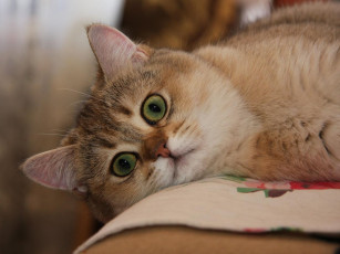 Картинка животные коты