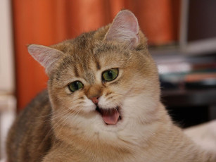 Картинка животные коты