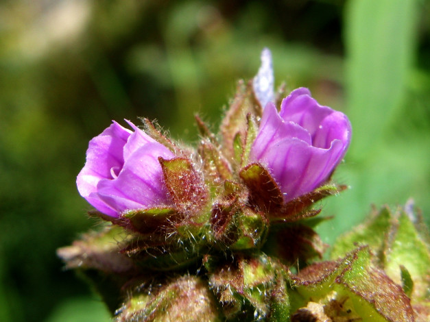 Обои картинки фото цветы