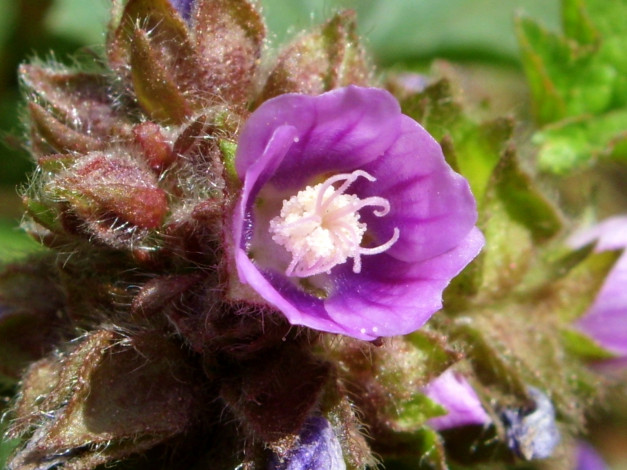 Обои картинки фото цветы