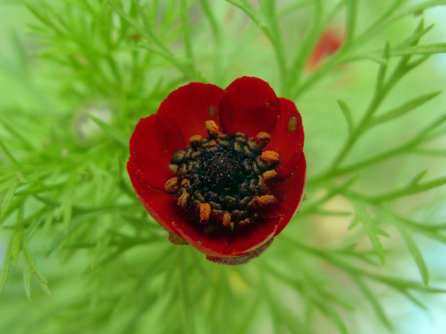 Обои картинки фото цветы, анемоны, адонисы