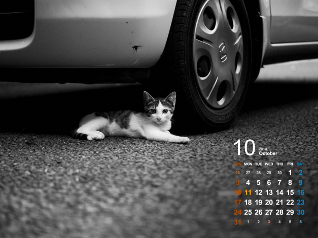 Обои картинки фото календари, животные