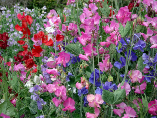 Картинка сладкий горошек цветы душистый красный розовый много синий