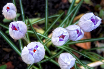 Картинка цветы крокусы бутоны много сиреневый