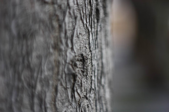 Картинка природа макро дерево