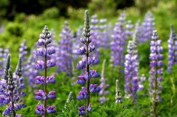 Картинка люпин цветы трава фиолетовый