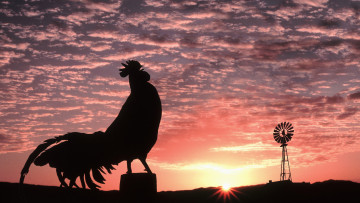 Картинка животные куры петухи вечер облака