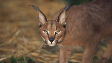 Картинка животные рыси caracal каракал