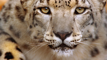 Картинка животные снежный барс ирбис морда