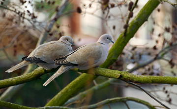 Картинка животные голуби ветки