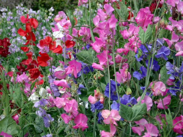 Обои картинки фото сладкий, горошек, цветы, душистый, красный, розовый, много, синий