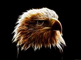 Картинка 3д графика animals животные орел