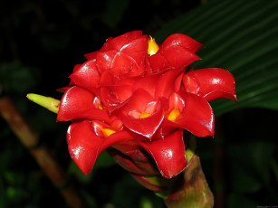 Картинка цветы бутон