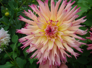 Картинка цветы георгины