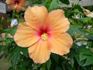 Картинка цветы гибискусы