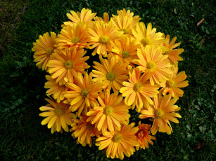 Картинка цветы хризантемы бутоны