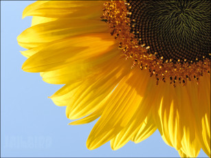 Картинка цветы подсолнухи подсолнух